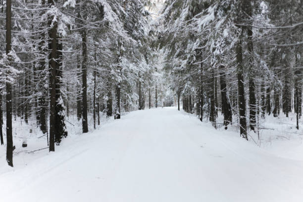 istock a road in a snowy forest 1387615790