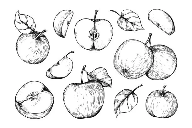 Vector illustration of Hand drawn apple pieces. Organic vegetable food. Whole or half products with leaves and seeds. Healthy vitamin vegetarian meal sketch. Isolated juicy slices. Vector fruit engraving set