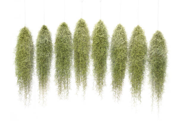 зеленый испанский мох, дедушкина борода растение, tillandsia crocata, висящая и изолированная на белом фоне. - spanish moss стоковые фото и изображения