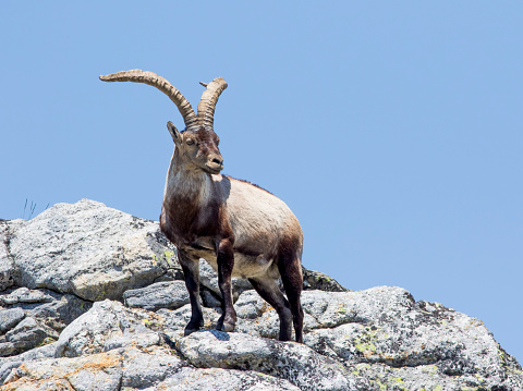 Striking a majestic pose on a rock near the summit of El Morezon.  This was taken very close to the now abandoned and derelict royal hunting lodge which is now home to a healthy population of these ibex.  They are relatively tame due to the number of tourists making the hike; but probably make themselves scarce during hunting season.