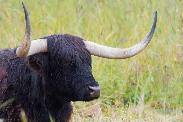 istock Black Highland Cattle Portrait (Bos taurus) 1387616899