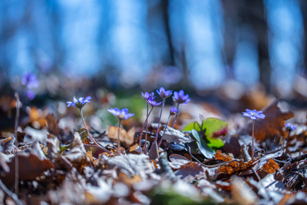 Beautiful forest flowers in spring time after rain