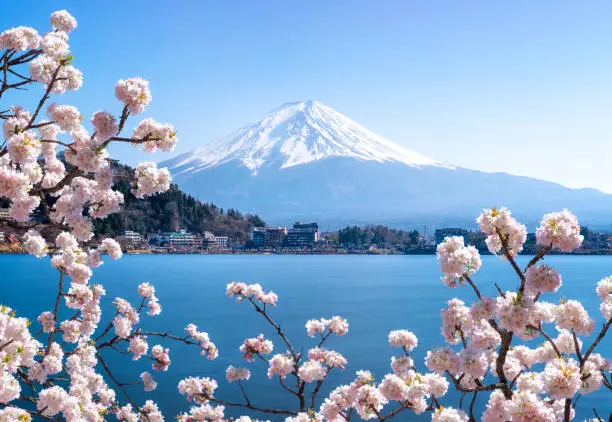 Mt. Fuji and cherry blossoms in Lake Kawaguchi