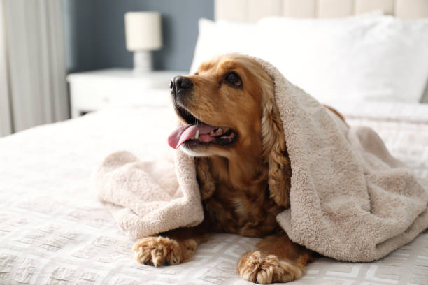 süßer englischer cocker spaniel mit handtuch auf dem bett im innenbereich bedeckt. haustierfreundliches hotel - haustiere stock-fotos und bilder