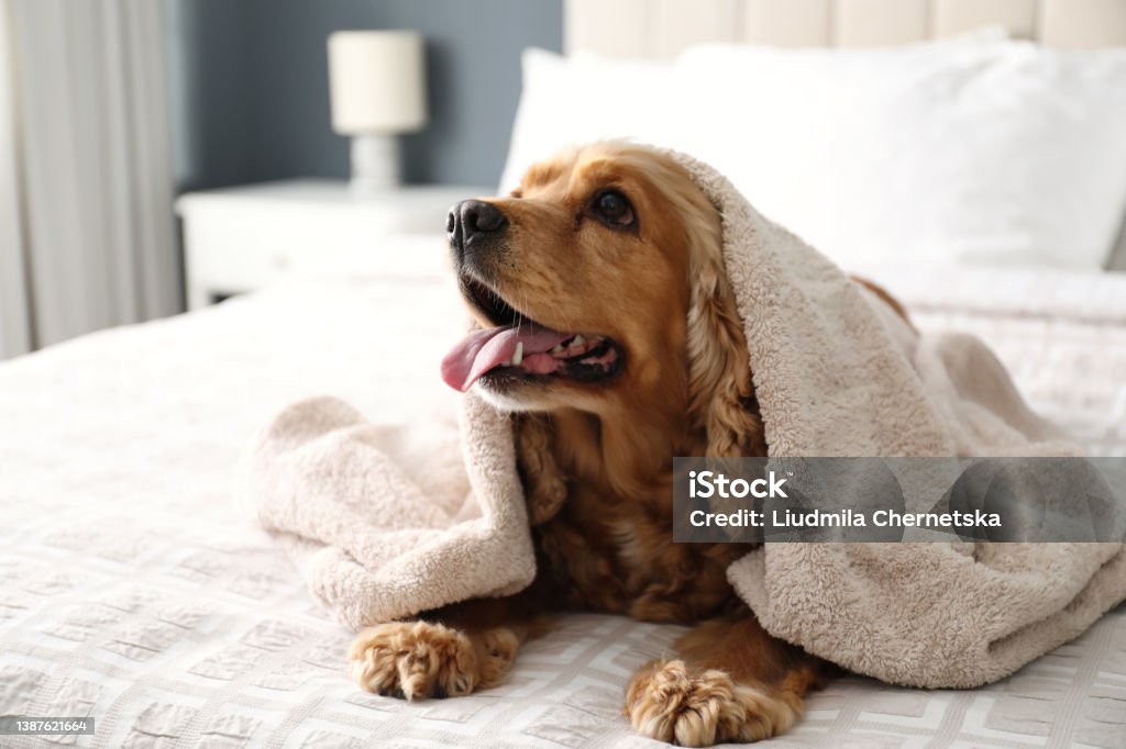 Cute English Cocker Spaniel covered with towel on bed indoors. Pet friendly hotel Pets Stock Photo