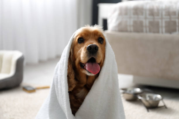 istock Cute English Cocker Spaniel wrapped in towel indoors. Pet friendly hotel 1387621668