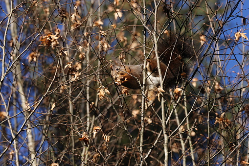 Eurasian red squirrel (Sciurus vulgaris) Germany