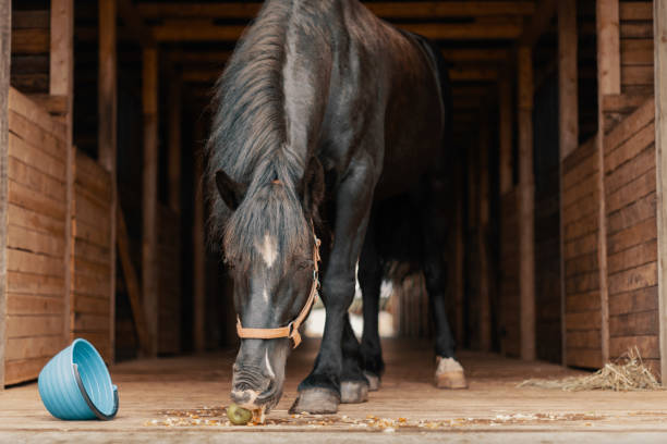 istock Horse eating green apple in stable. 1387621743
