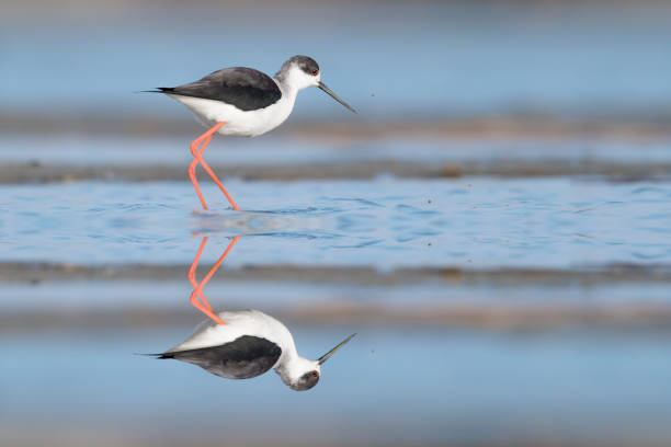 istock Immersed in the blue, Black winged stilt at mirror (Himantopus himantopus) 1387621916