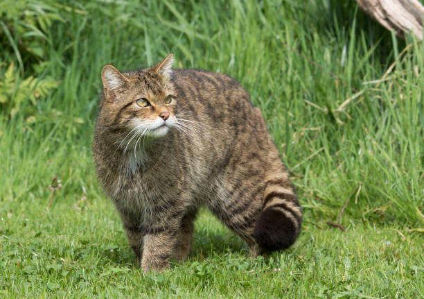 widlcat escocés (felis silvestris) de pie bajo el sol. - gato montés fotografías e imágenes de stock
