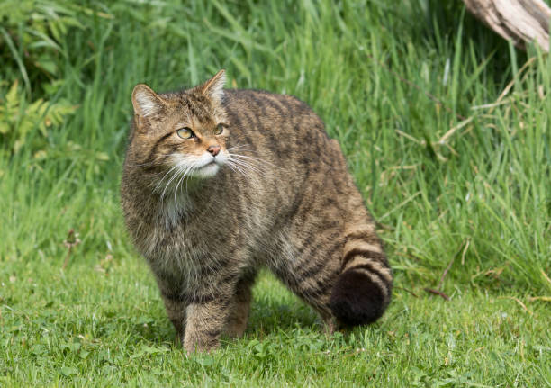 widlcat escocês (felis silvestris) de pé ao sol. - gato selvagem - fotografias e filmes do acervo