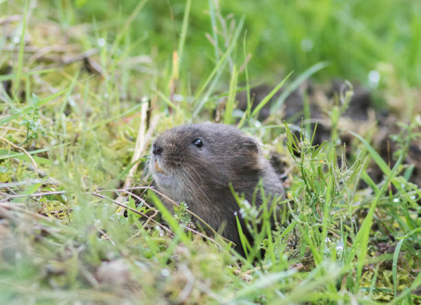 istock Water Vole (arvicola amphibius) Looking Out from a Grass Verge 1387623039