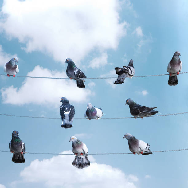 istock Flock of birds lined up on electrical wires 1387623291