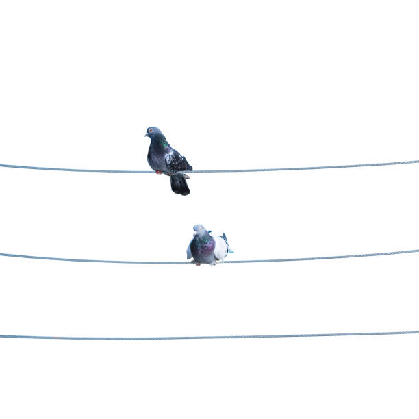 istock Flock of birds lined up on electrical wires 1387623322