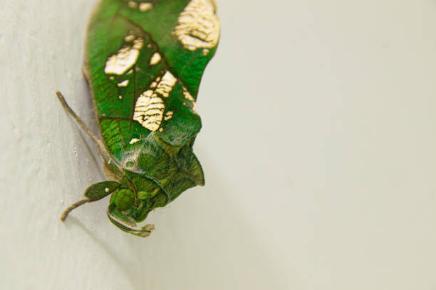 Green caterpillar on a orange leaf close up