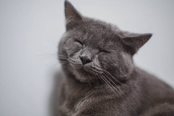 Cat with sad face pain face