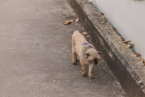 Sick and Lonely Stray Siamese Cat Abandoned stray Siamese cat walking along the deserted alleys of Bangkok City weak cat stock pictures, royalty-free photos & images