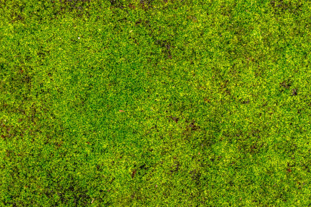 istock Fresh green grass plants, used for the background with a nature theme 1387625910