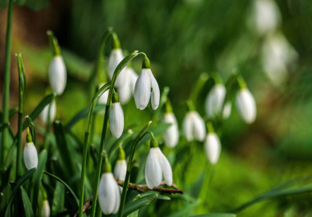 White flowers of snowdrop blooming in the spring. Snowdrops are hardy herbaceous plants that perennate by underground bulbs. snowdrops in woodland stock pictures, royalty-free photos & images