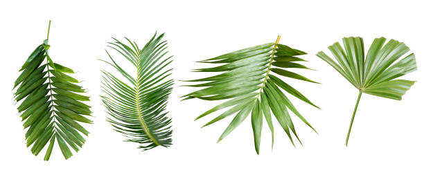 istock Beautiful green palm leaf isolated on white background with for design elements, tropical leaf, summer background,clipping path. 1387626405