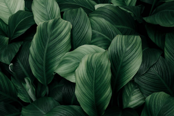 istock Green Leaves Tropical Nature Background 1387626426