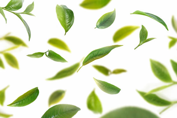 istock Flying fresh tea leaves on white background 1387626630