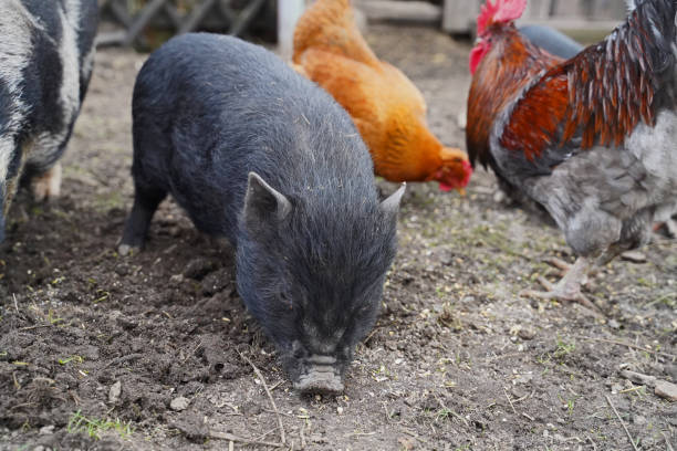 istock Mini pigs and chickens in garden eating and digging 1387627317