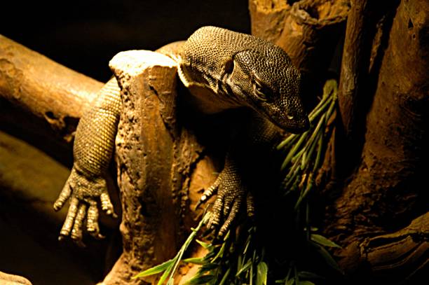 istock Reptile in zoo 1387627419