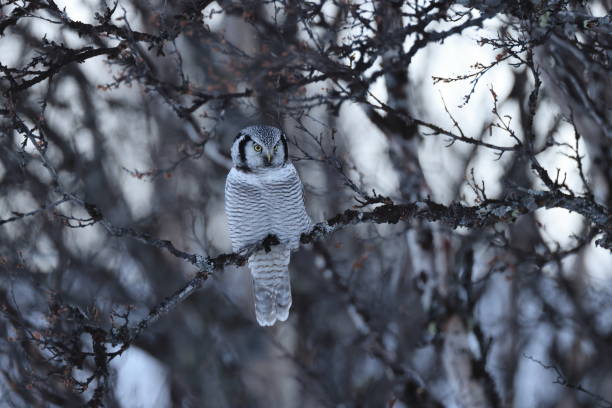 istock northern hawk-owl or northern hawk owl (Surnia ulula) Norway 1387628683