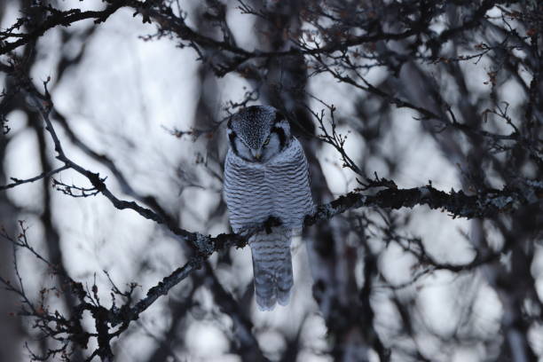 istock northern hawk-owl or northern hawk owl (Surnia ulula) Norway 1387628704