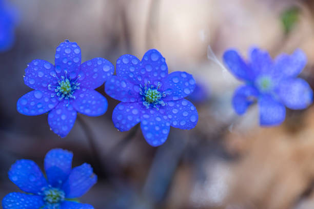 Beautiful forest flowers in spring time after rain