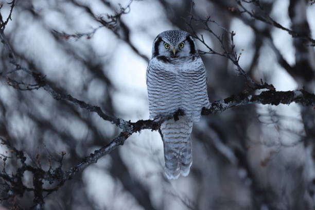 istock northern hawk-owl or northern hawk owl (Surnia ulula) Norway 1387628861