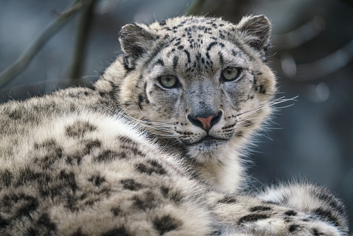 The bobcat (Lynx rufus), also known as the red lynx, is a medium-sized cat native to North America. It ranges from southern Canada through most of the contiguous United States to Oaxaca in Mexico. East Glacier, Montana.