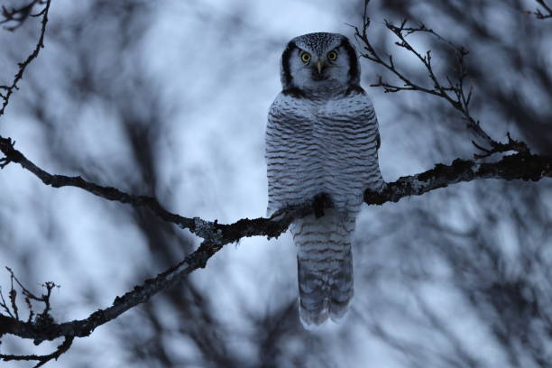 istock northern hawk-owl or northern hawk owl (Surnia ulula) Norway 1387629043