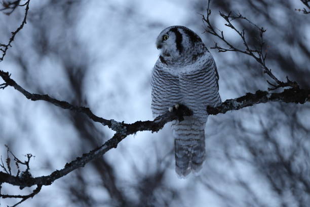 istock northern hawk-owl or northern hawk owl (Surnia ulula) Norway 1387629057