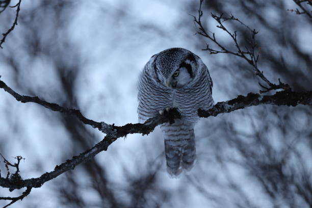 istock northern hawk-owl or northern hawk owl (Surnia ulula) Norway 1387629074