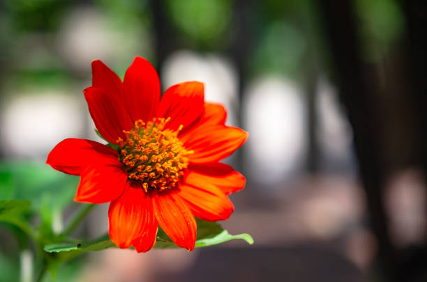Flowers blooming in the backyard, soft focus.