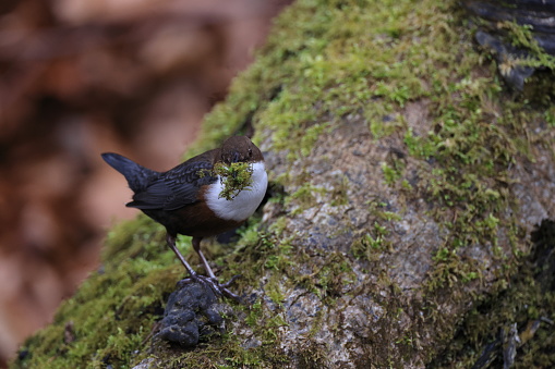 white-throated dipper (Cinclus cinclus) Germany