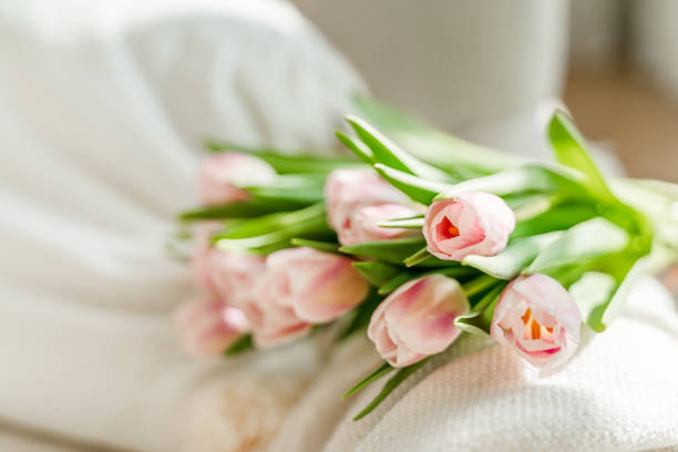 Spring concept with pink tulips lying on a blanket in a bright modern interior. A beautiful banner for spring and summer.