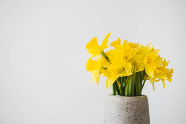 istock Yellow daffodil in a vase on white background. 1387630923
