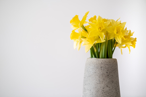 Arrangement of daffodils (narcissus)  on a little cabinet in front of a gray divider