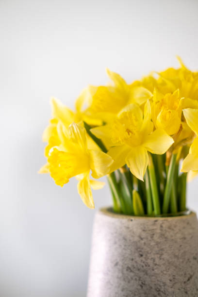 istock Yellow daffodil in a vase on white background. 1387630932