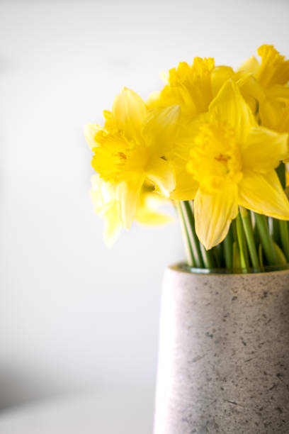 istock Yellow daffodil in a vase on white background. 1387630967