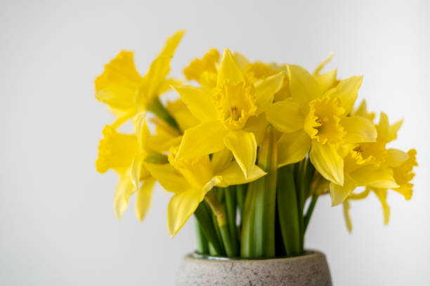 istock Yellow daffodil in a vase on white background. 1387630973