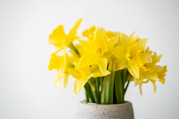 желтый нарцисс в вазе на белом фоне. - daffodil bouquet isolated on white petal стоковые фото и изображения