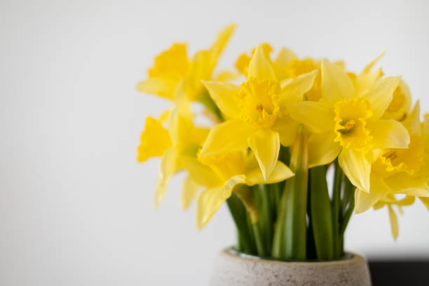 istock Yellow daffodil in a vase on white background. 1387630999