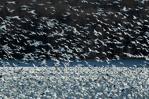 Snow geese flying at Middle Creek Wildlife Management Area, Pennsylvania, USA