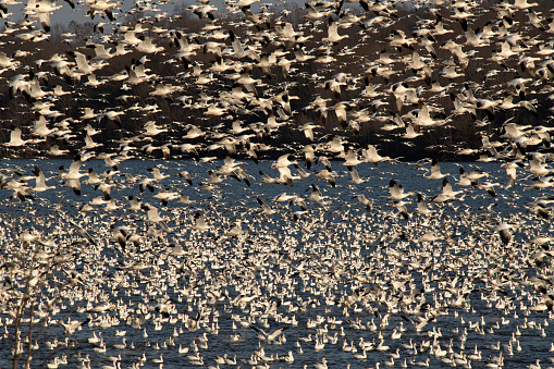Snow geese flying over lake at Middle Creek Wildlife Management Area, Pennsylvania, USA