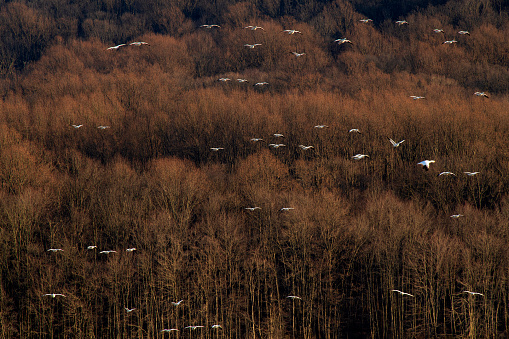 Snow geese flying against trees at Middle Creek Wildlife Management Area, Pennsylvania, USA