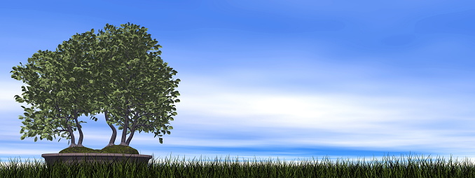European beech tree bonsai upon green grass - 3D render